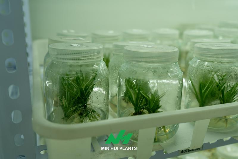 The Most Fragile Stage in Tissue Culture Is Not the Laboratory: Why Acclimatization Determines Commercial Success